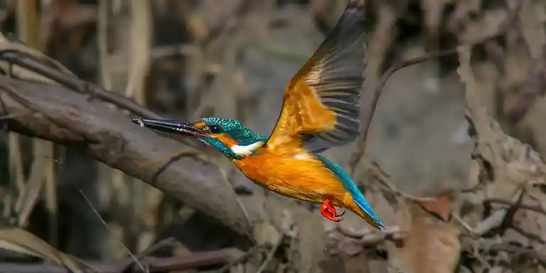 野鳥撮影紆余曲折、天体望遠鏡 BORGで野鳥撮影｜紀伊半島カワセミ写真