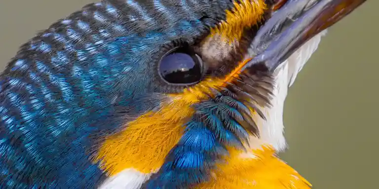 野鳥撮影紆余曲折、天体望遠鏡 BORGで野鳥撮影｜紀伊半島カワセミ写真