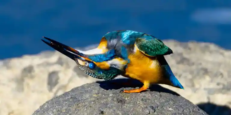 野鳥撮影紆余曲折、天体望遠鏡 BORGで野鳥撮影｜紀伊半島カワセミ写真