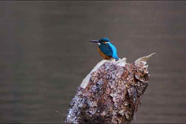 奈良吉野・津風呂湖のカワセミの野鳥写真画像