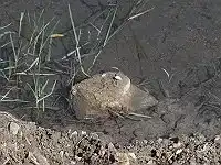 BORG45EDⅡ/野鳥/スズメの写真