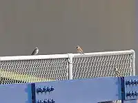 BORG45EDⅡ/野鳥/スズメの写真