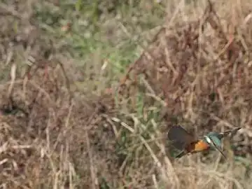 BORG45EDⅡで撮影したカワセミの飛翔写真画像(トビモノ)