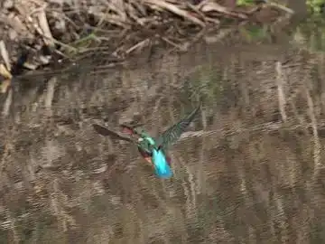 BORG45EDⅡで撮影したカワセミの飛翔写真画像(トビモノ)