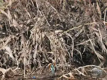 BORG45EDⅡで撮影したカワセミの飛翔写真画像(トビモノ)