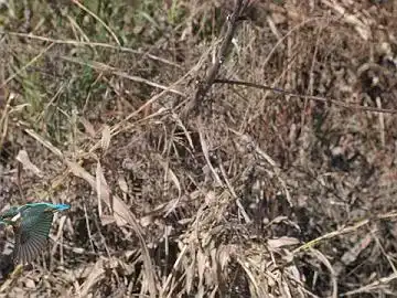 BORG45EDⅡで撮影したカワセミの飛翔写真画像(トビモノ)