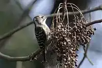 BORG101EDで撮影した野鳥・コゲラの写真画像