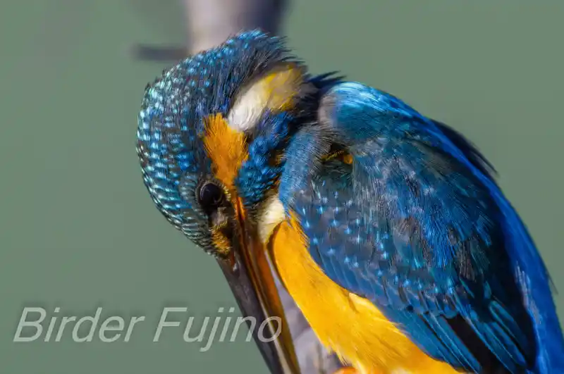 BORG89EDで撮影したカワセミのドアップ写真画像