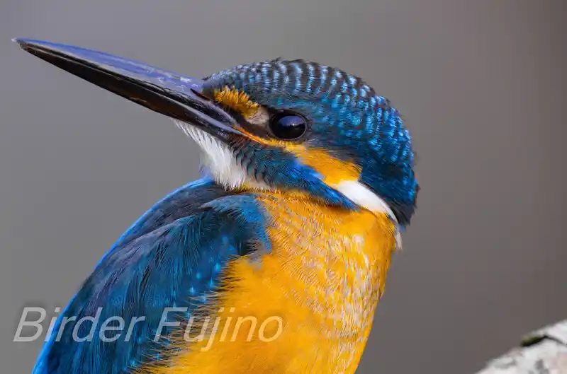 BORG125SDで撮影したカワセミのドアップ写真画像