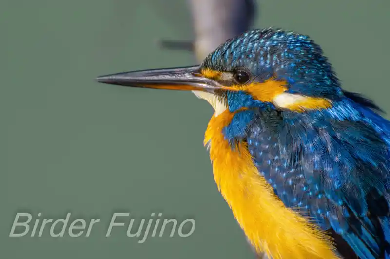 BORG89EDで撮影したカワセミのドアップ写真画像