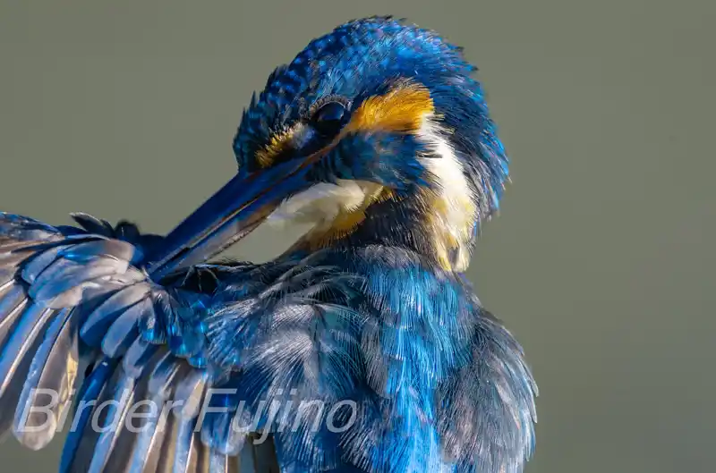 BORG89EDで撮影したカワセミのドアップ写真画像