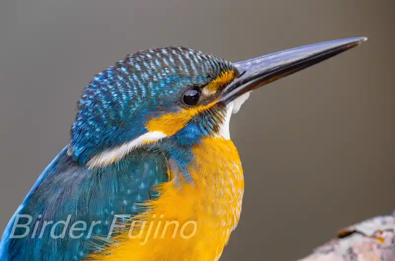 BORG125SDで撮影したカワセミのドアップ写真画像