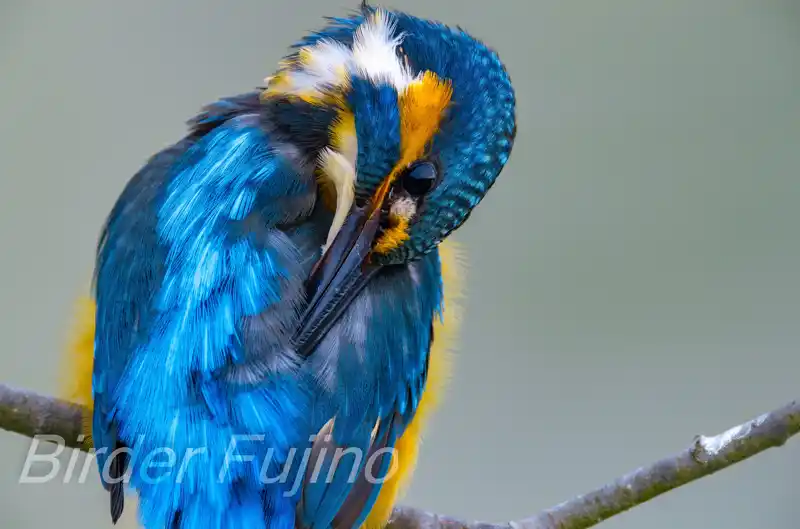 BORG125SDで撮影したカワセミのドアップ写真画像