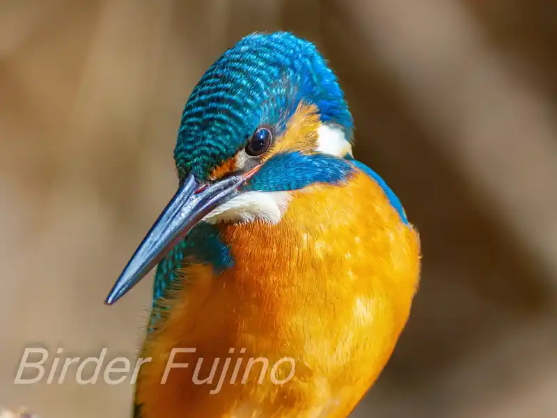 BORG125SDで撮影したカワセミのドアップ写真画像