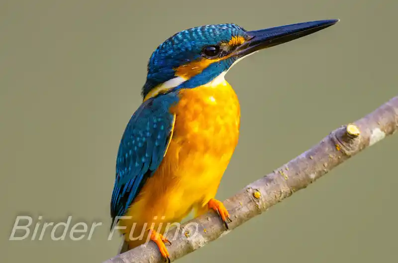 AFボーグ BORG71FLで撮影したカワセミの写真画像