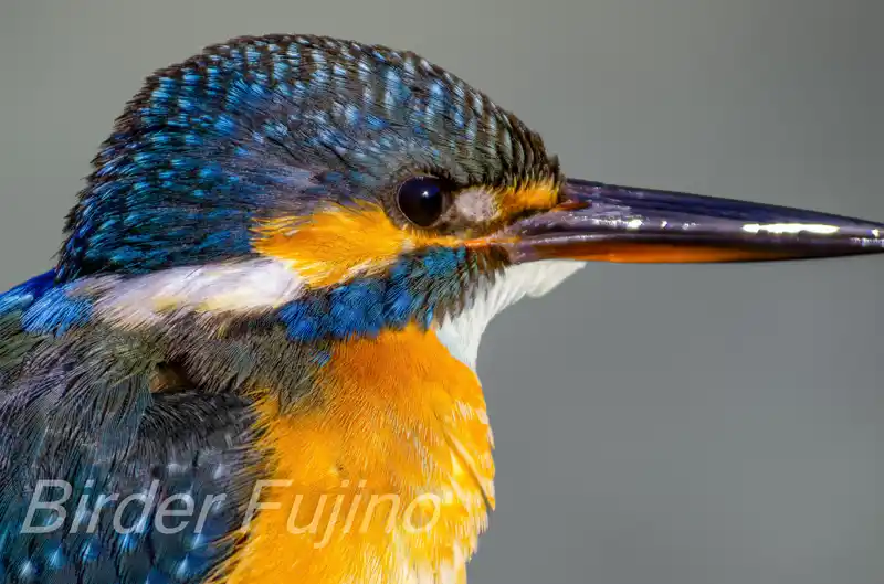 BORG125SDで撮影したカワセミの写真画像