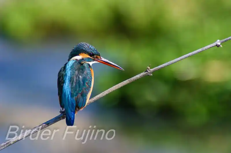 トキナーatxで撮影したカワセミの写真画像