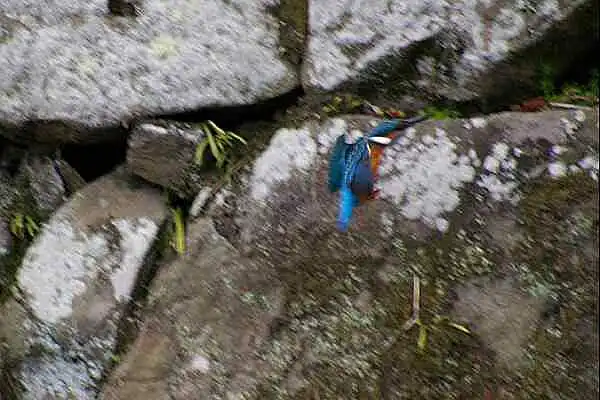 和歌山城のカワセミの野鳥写真画像