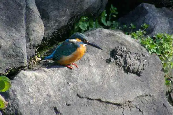 和歌山城のカワセミの野鳥写真画像