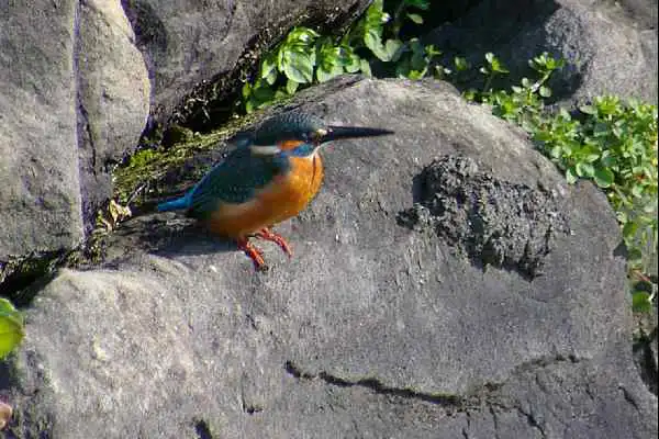 和歌山城のカワセミの野鳥写真画像