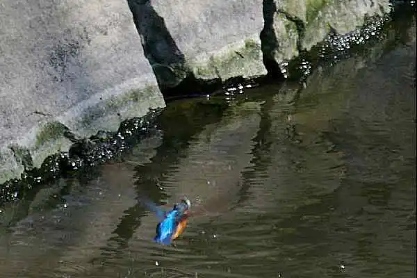 和歌山城のカワセミの野鳥写真画像