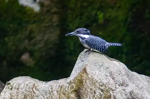 borg101ed/画像・ヤマセミ写真