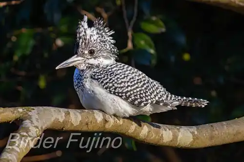 BORGで撮影したヤマセミドアップ写真画像