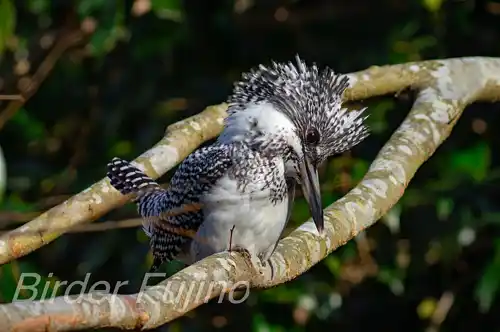 BORGで撮影したヤマセミドアップ写真画像