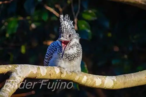 BORGで撮影したヤマセミドアップ写真画像