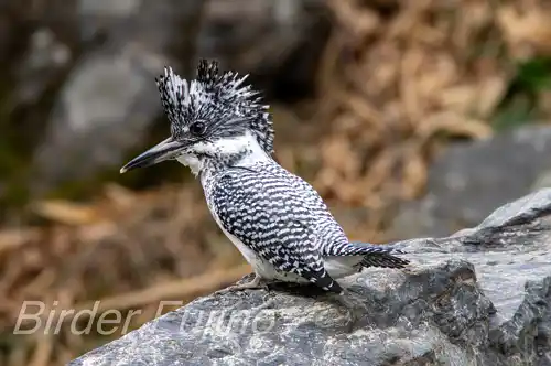 AFボーグ BORG71FLで撮影したヤマセミの写真画像