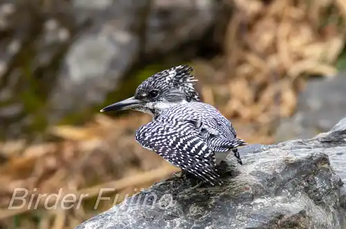 AFボーグ BORG71FLで撮影したヤマセミの写真画像