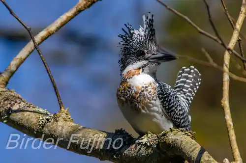 AFボーグ BORG90FLで撮影したヤマセミドアップ写真画像