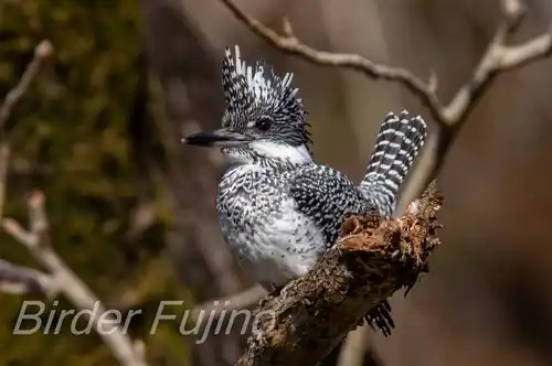 AFボーグ BORG90FLで撮影したヤマセミドアップ写真画像