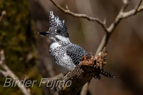 AFボーグ BORG90FLで撮影したヤマセミドアップ写真画像