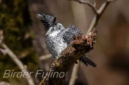 AFボーグ BORG90FLで撮影したヤマセミドアップ写真画像