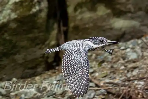 BORG45EDⅡで撮影したヤマセミの飛翔写真画像(トビモノ)