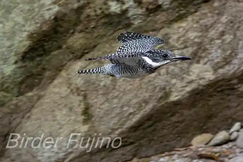 BORG45EDⅡで撮影したヤマセミの飛翔写真画像(トビモノ)