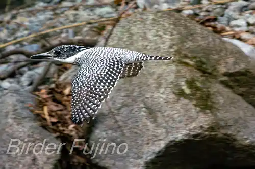 BORG45EDⅡで撮影したヤマセミの飛翔写真画像(トビモノ)