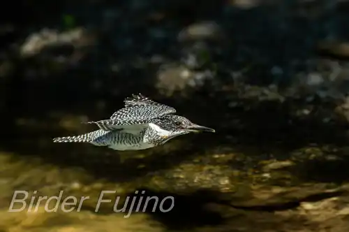 BORG71FLで撮影したヤマセミの飛翔写真画像(トビモノ)