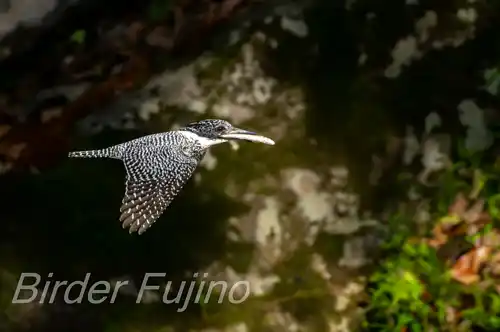 BORG71FLで撮影したヤマセミの飛翔写真画像(トビモノ)