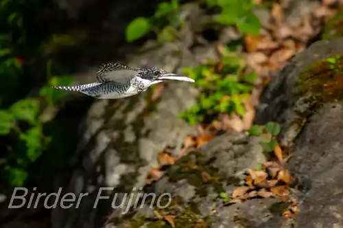 BORG71FLで撮影したヤマセミの飛翔写真画像(トビモノ)