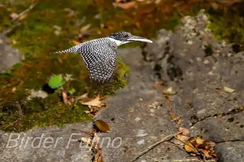 BORG71FLで撮影したヤマセミの飛翔写真画像(トビモノ)