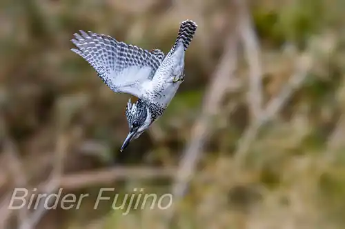 BORG71FLで撮影したヤマセミの飛翔写真画像(トビモノ)