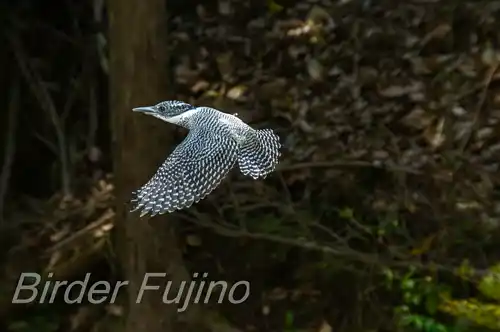 BORG71FLで撮影したヤマセミの飛翔写真画像(トビモノ)