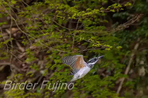 BORG71FLで撮影したヤマセミの飛翔写真画像(トビモノ)