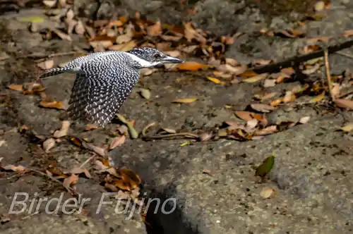 BORG71FLで撮影したヤマセミの飛翔写真画像(トビモノ)
