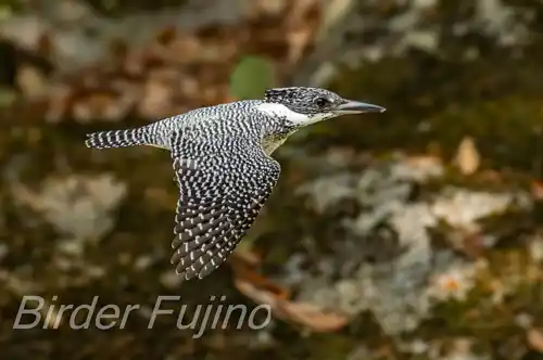 BORG71FLで撮影したヤマセミの飛翔写真画像(トビモノ)