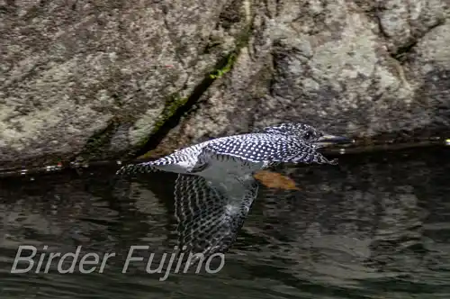 BORG71FLで撮影したヤマセミの飛翔写真画像(トビモノ)