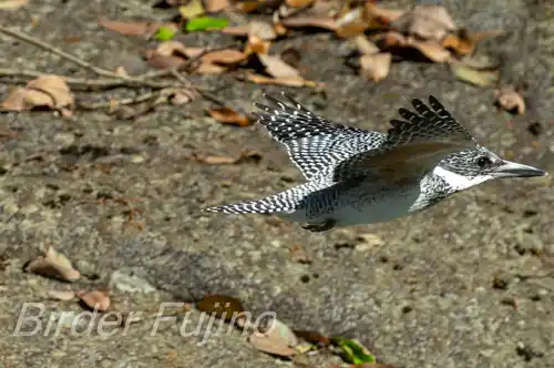 BORG71FLで撮影したヤマセミの飛翔写真画像(トビモノ)