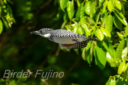 BORG71FLで撮影したヤマセミの飛翔写真画像(トビモノ)